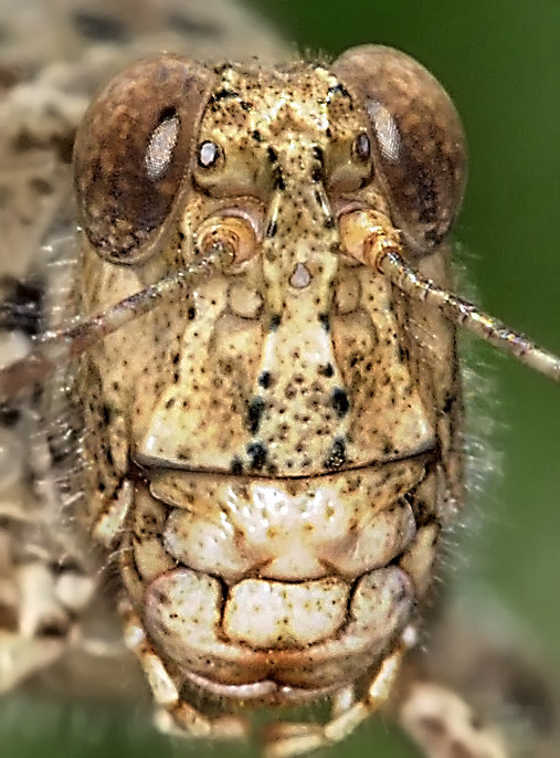 Band-winged Grasshopper, Trimerotropis pallidipennis, male.jpg