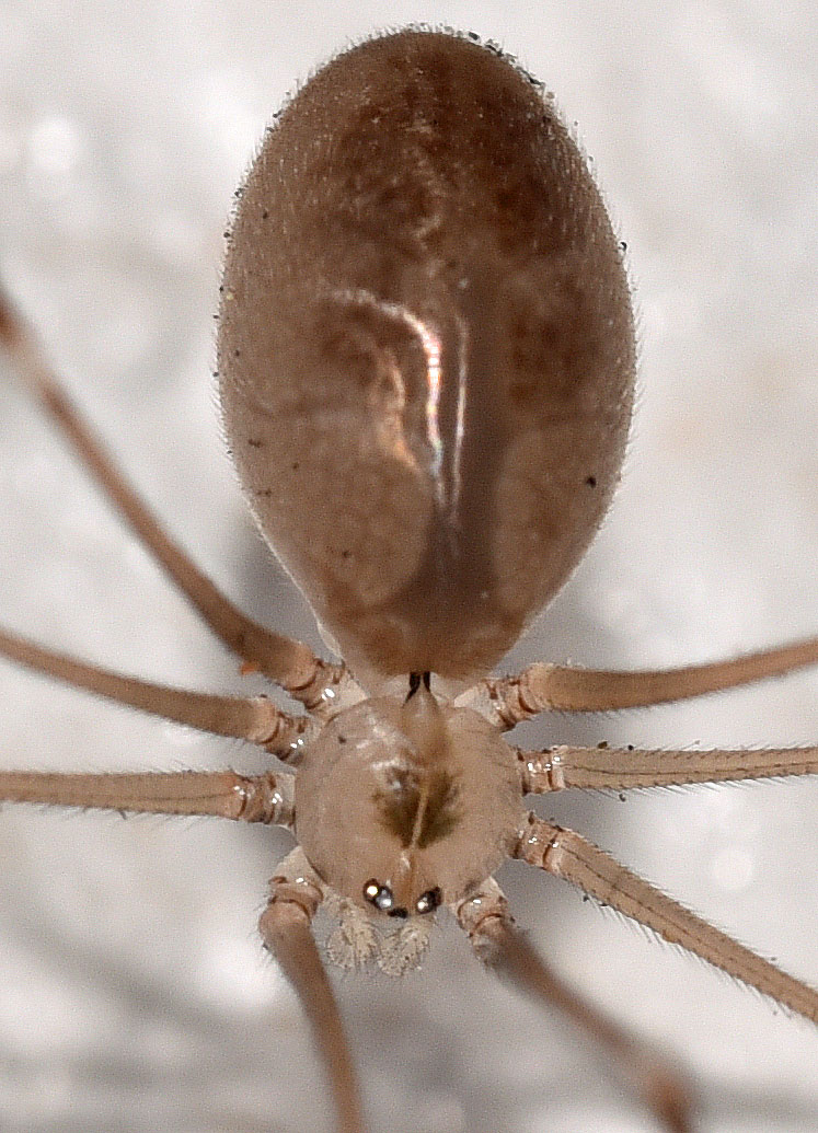 Long-bodied Cellar Spider, Pholcus phalangioides