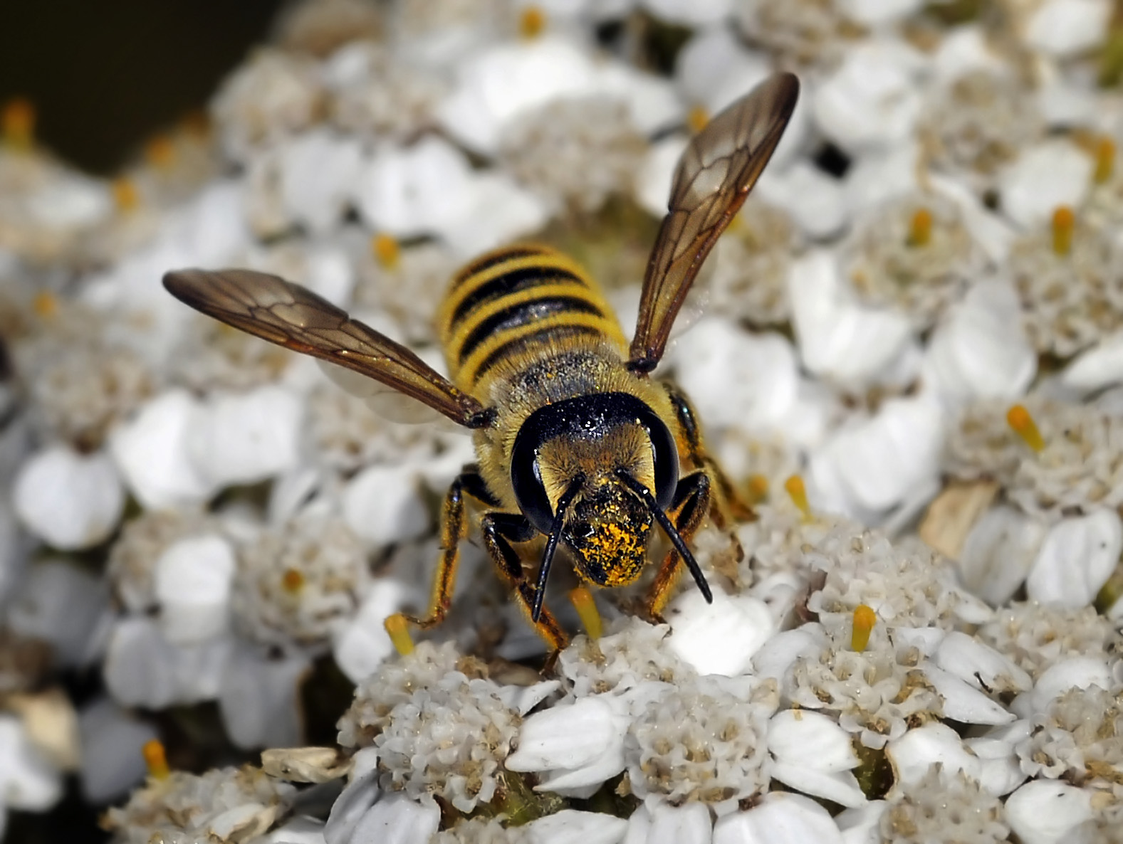 Leafcutter Bee, Megachile fidelis