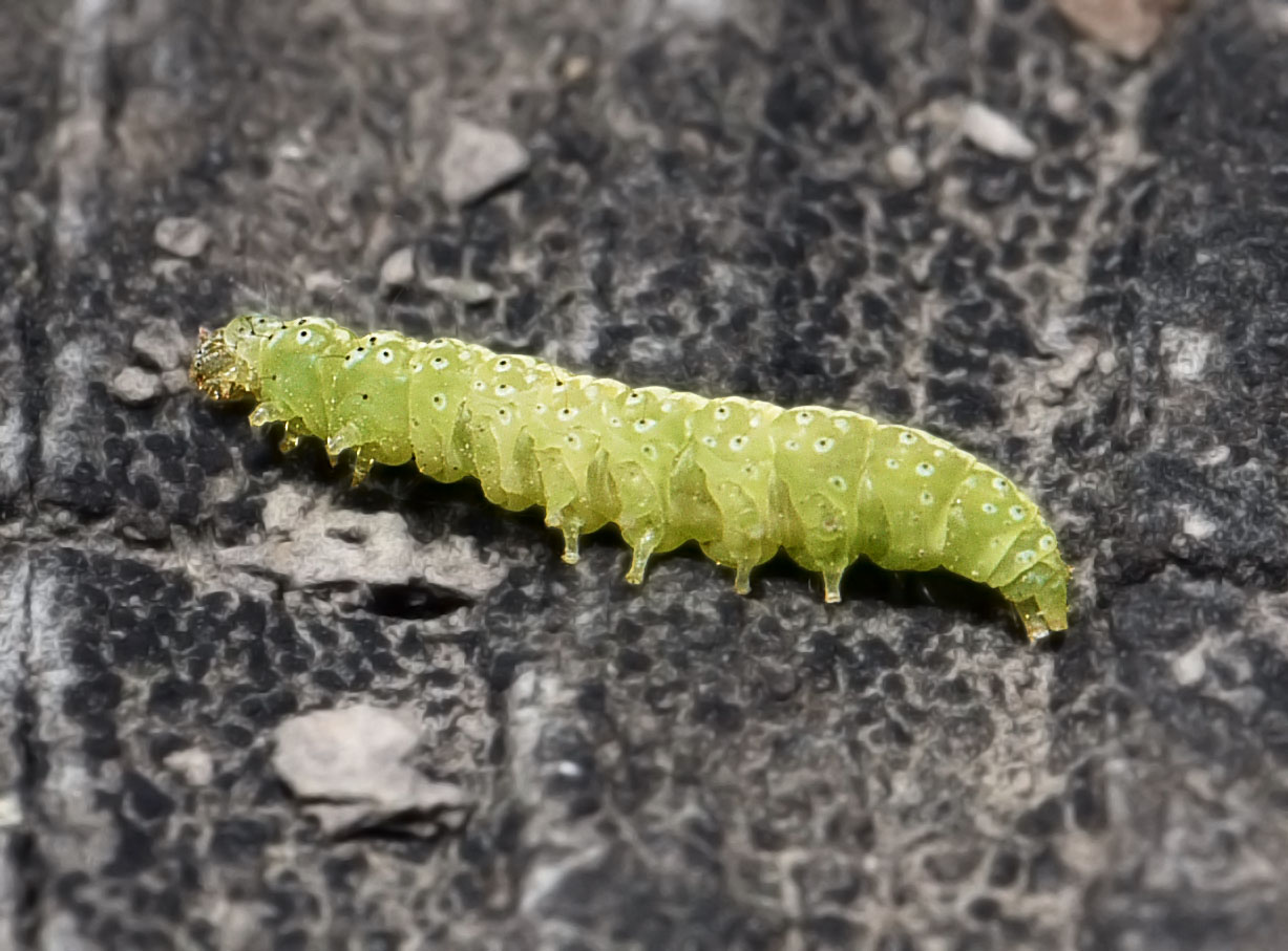 inch worm