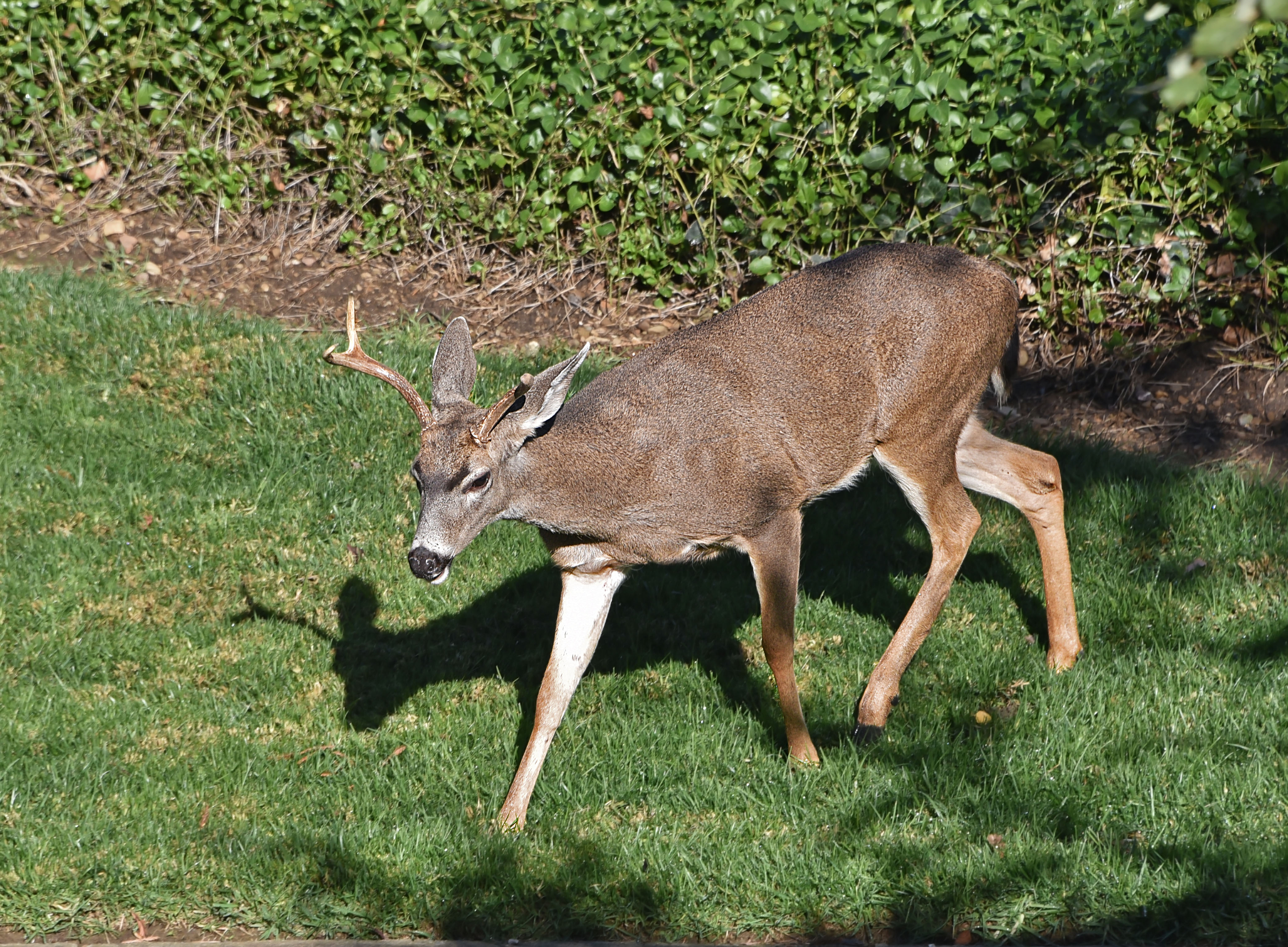 Mule (Blacktail) Deer, 2nd yr buck