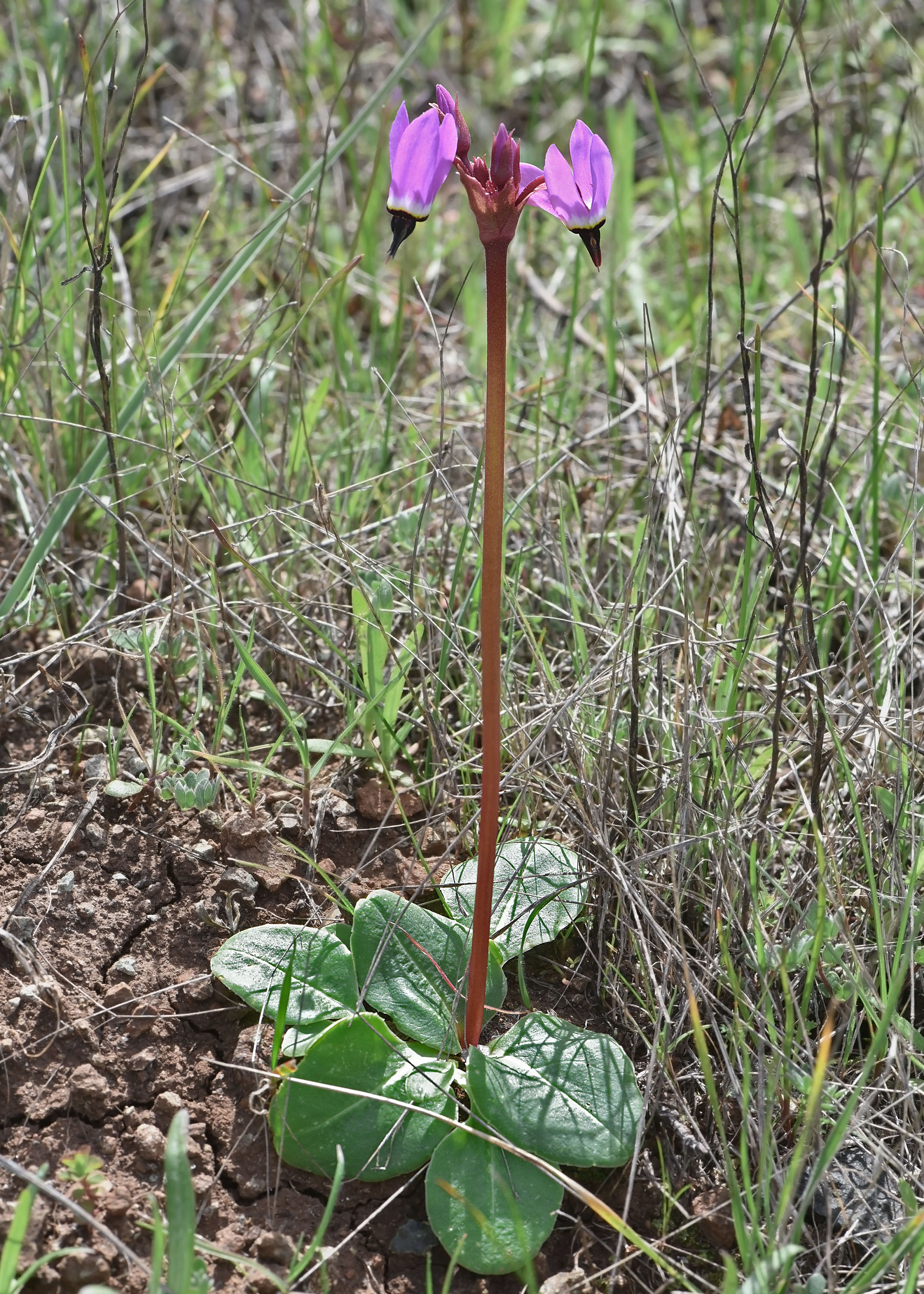Padres Shooting Star, Primula clevelandii 