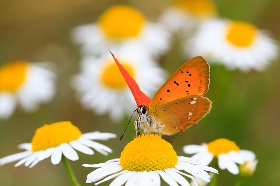 Czerwonczyk dukacik (<i>Lycaena virgaureae</i>) 