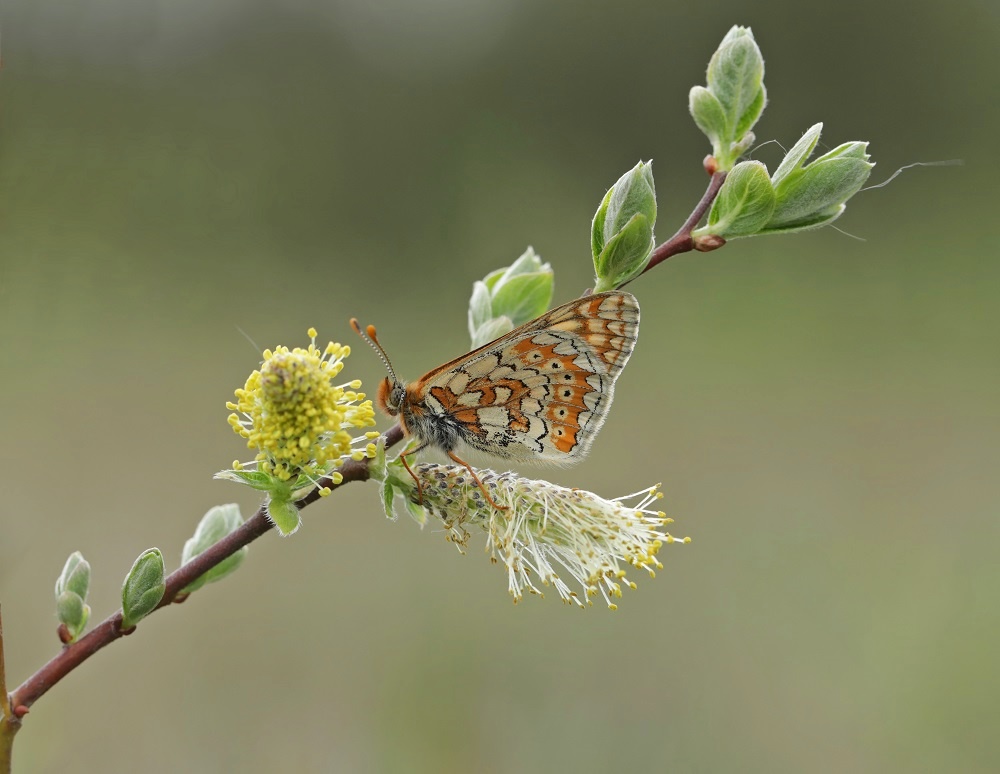 Moerasparelmoervlinder / Marsh Fritillary