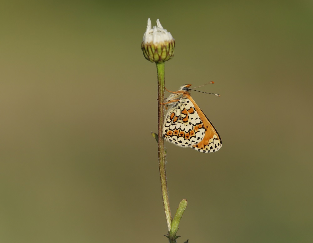 Veldparelmoervlinder / Glanville Fritillary
