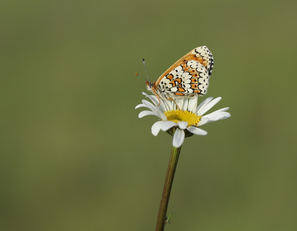 Veldparelmoervlinder / Glanville Fritillary