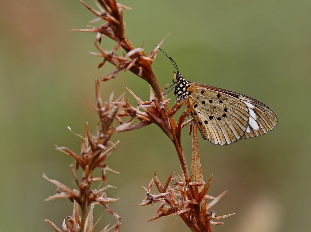 Witstreep-rootjie / White-barred Acraea