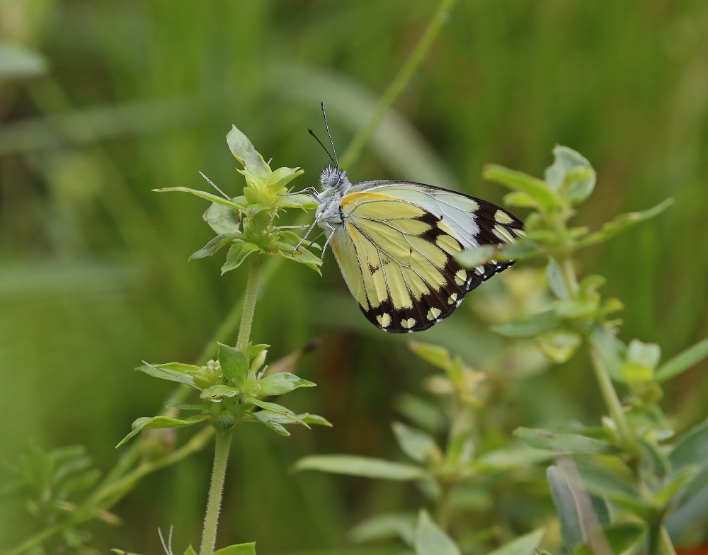 Gewone WitjieAfrican / Common White