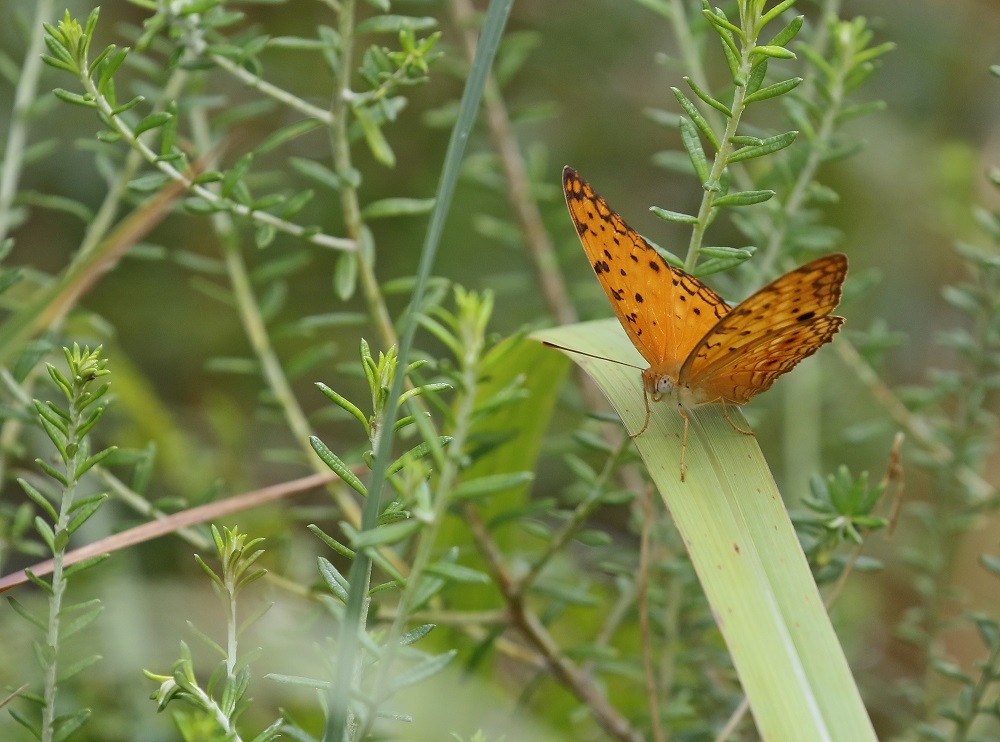 Populierluiperd / Common Leopard