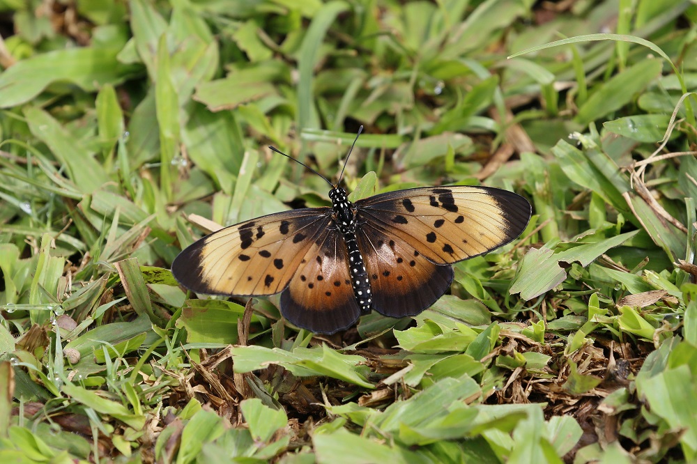 Mosaiek-rooitjie / Natal Acraea