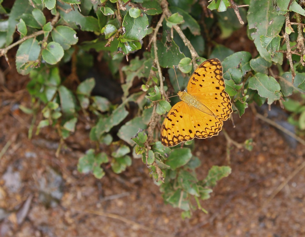Populierluiperd / African Leopard
