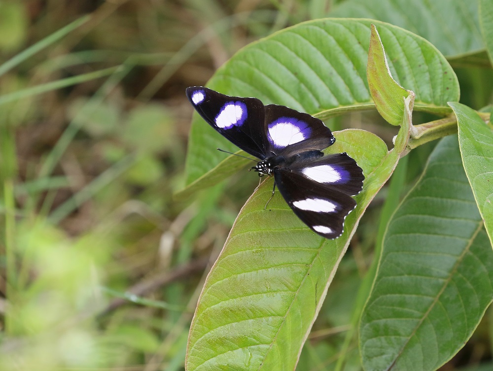 Blouglans / Common Diadem