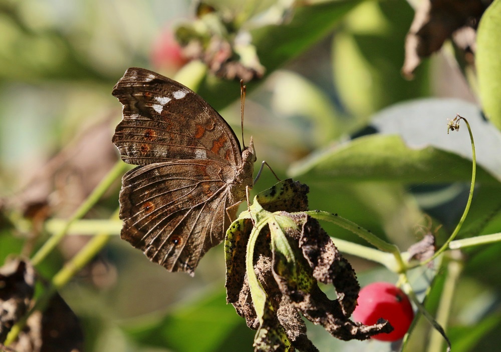 Natal-gesiggie / Brown Pansy