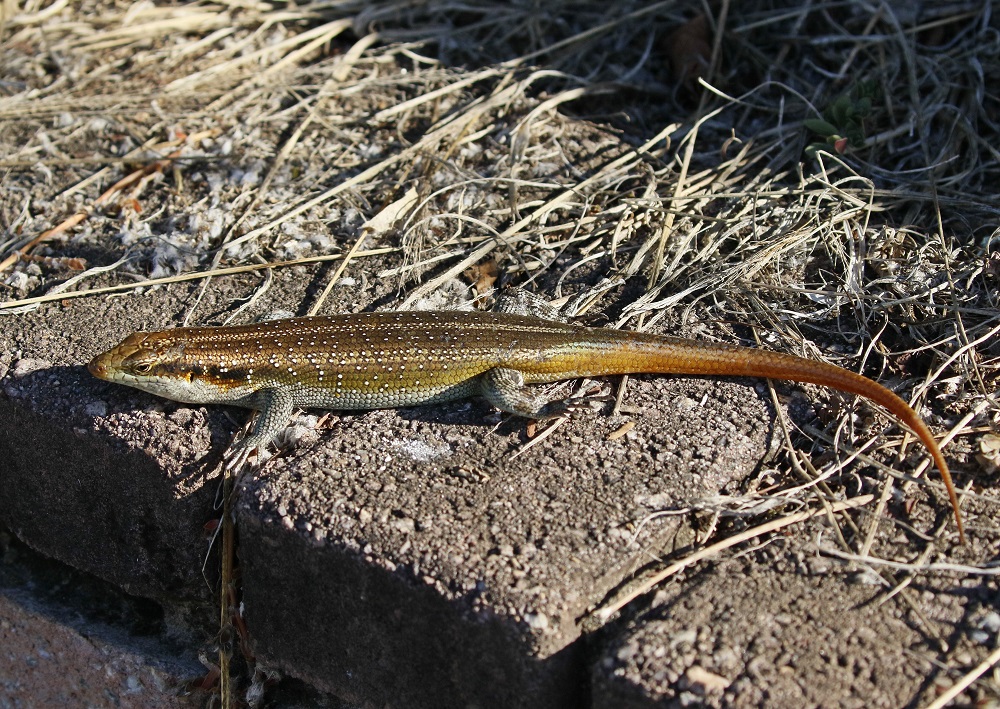 Reenboog Gladde Akkedis / Rainbow Skink