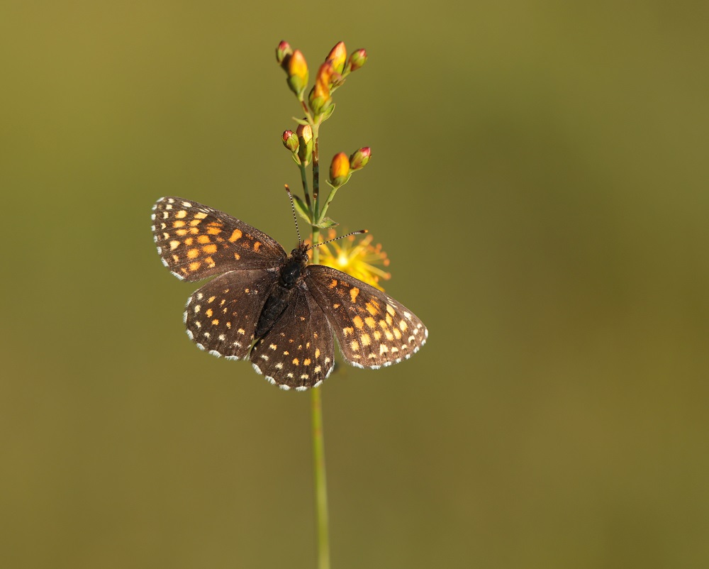 Woudparelmoervlinder / False Heath Fritillary