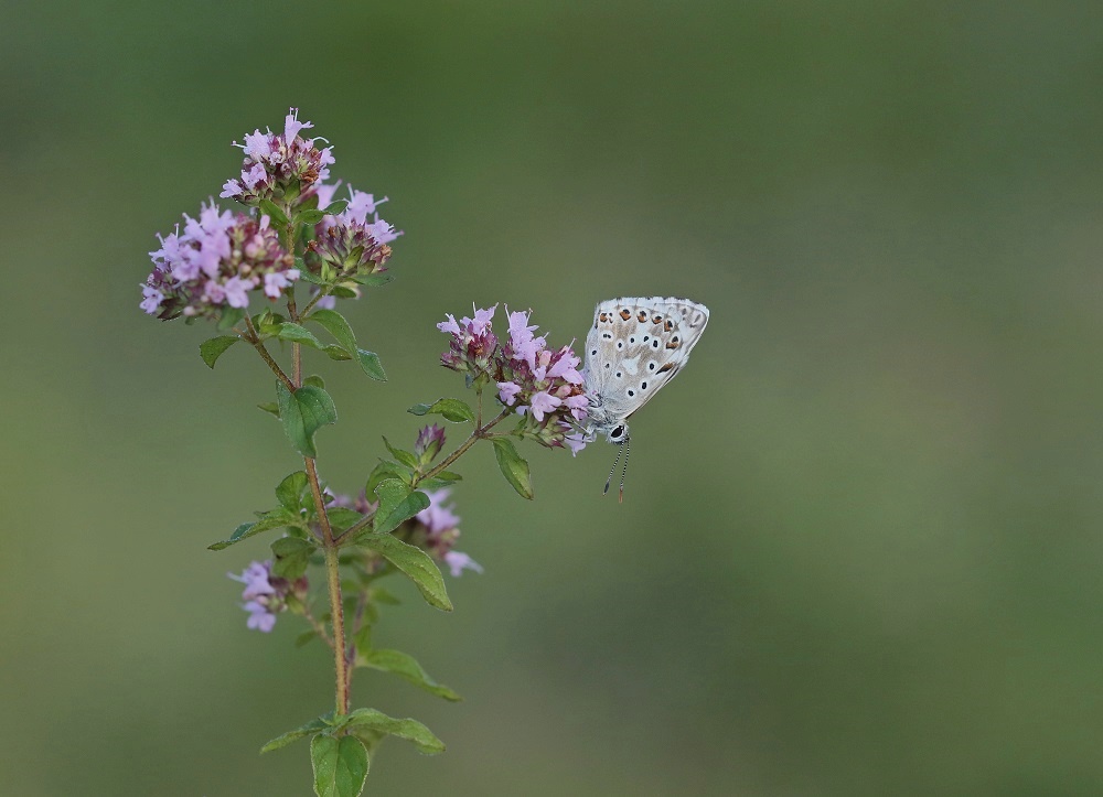 Bleek Blauwtje / Chalk-hill Blue