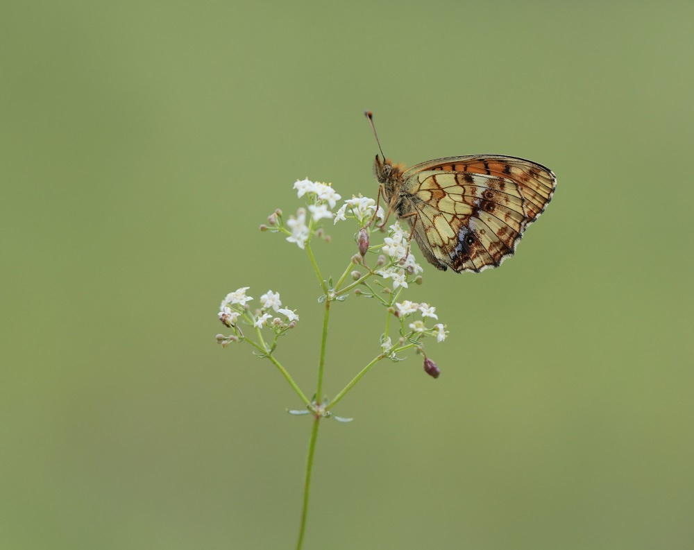 Purperstreepparelmoervlinder / Lesser Marbled Fritillary