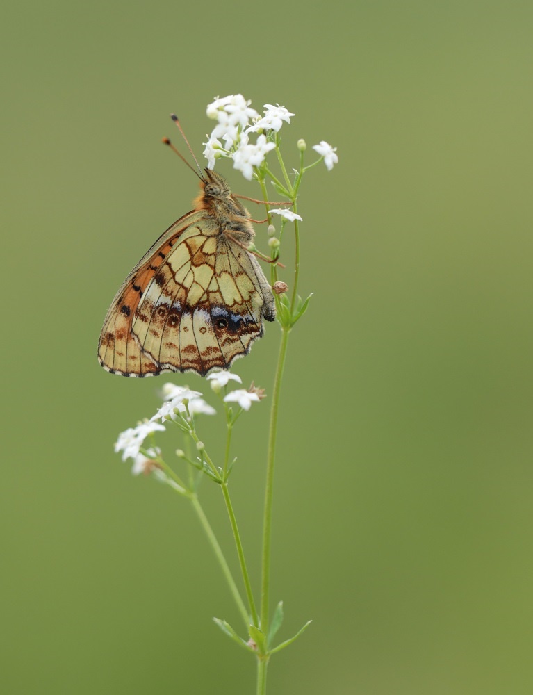 Purperstreepparelmoervlinder / Lesser Marbled Fritillary