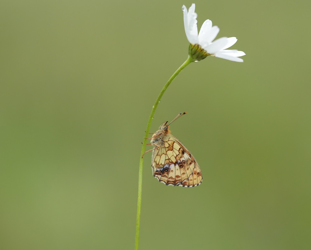 Purperstreepparelmoervlinder / Lesser Marbled Fritillary