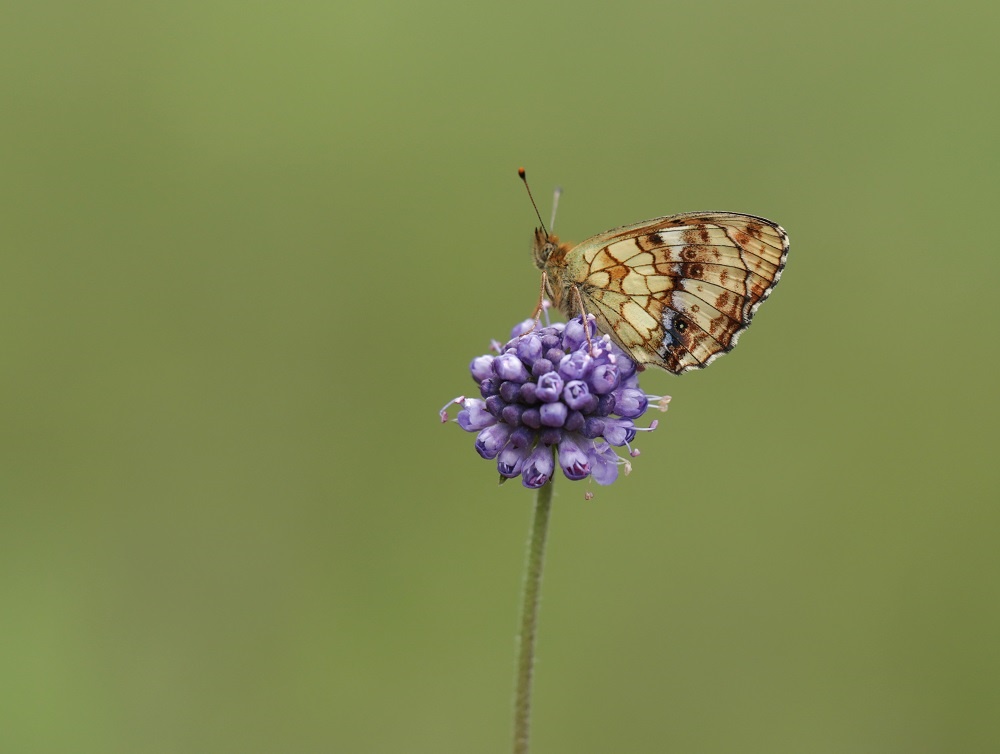 Purperstreepparelmoervlinder / Lesser Marbled Fritillary
