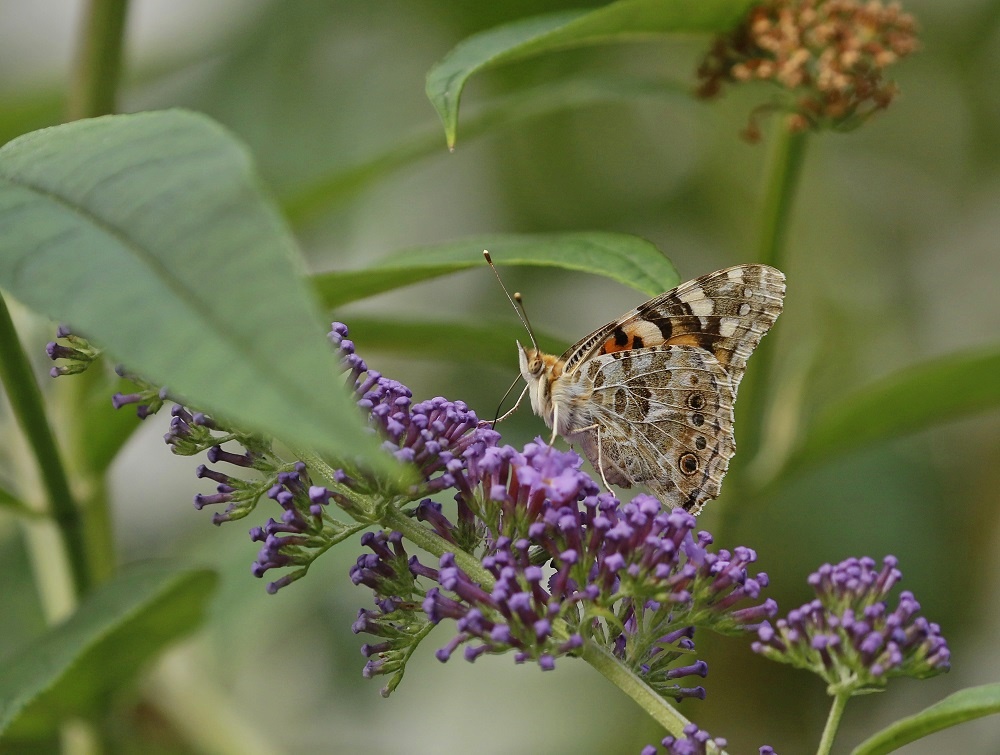 Distelvlinder / Painted Lady