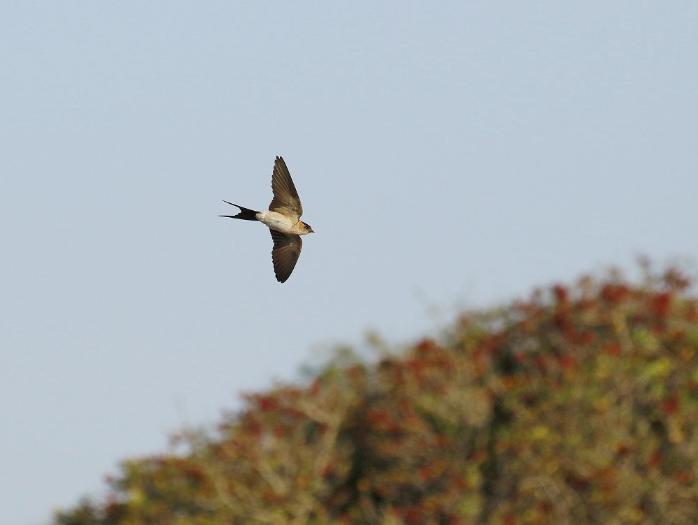 Roodstuitzwaluw / Red-rumped Swallow