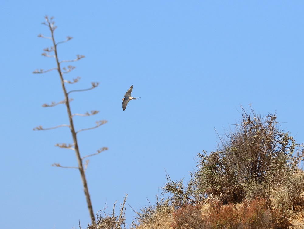 Roodstuitzwaluw / Red-rumped Swallow