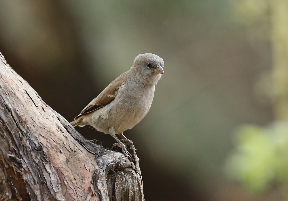 Gryskopmossie / Grey-headed Sparrow