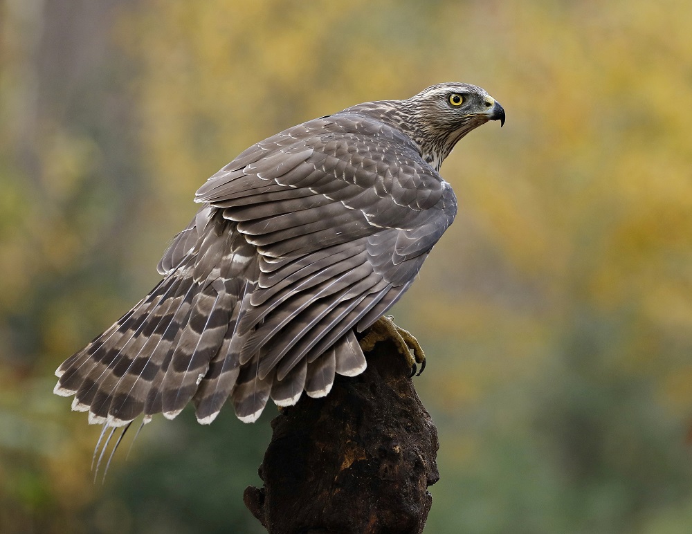 Havik / Northern Goshawk