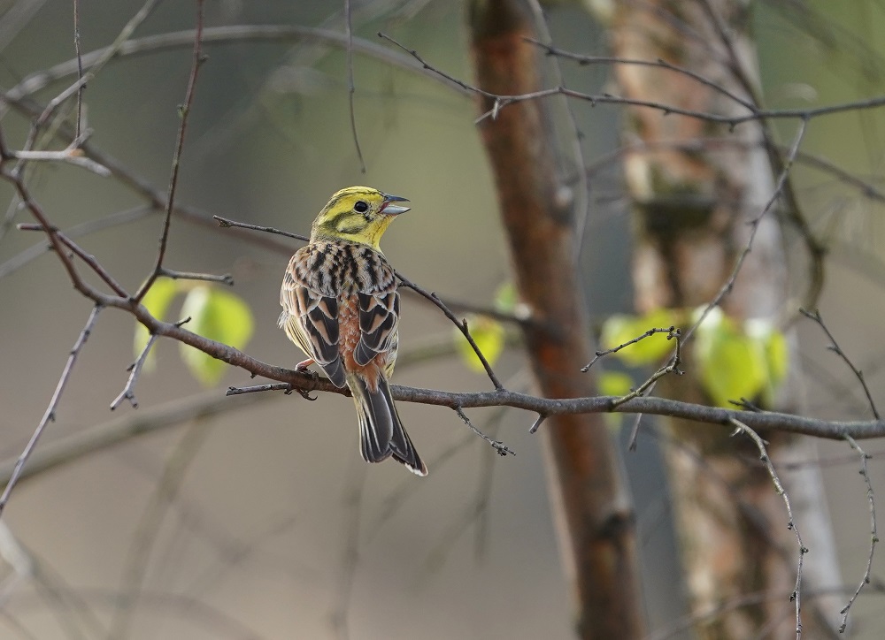 Geelgors / Yellowhammer