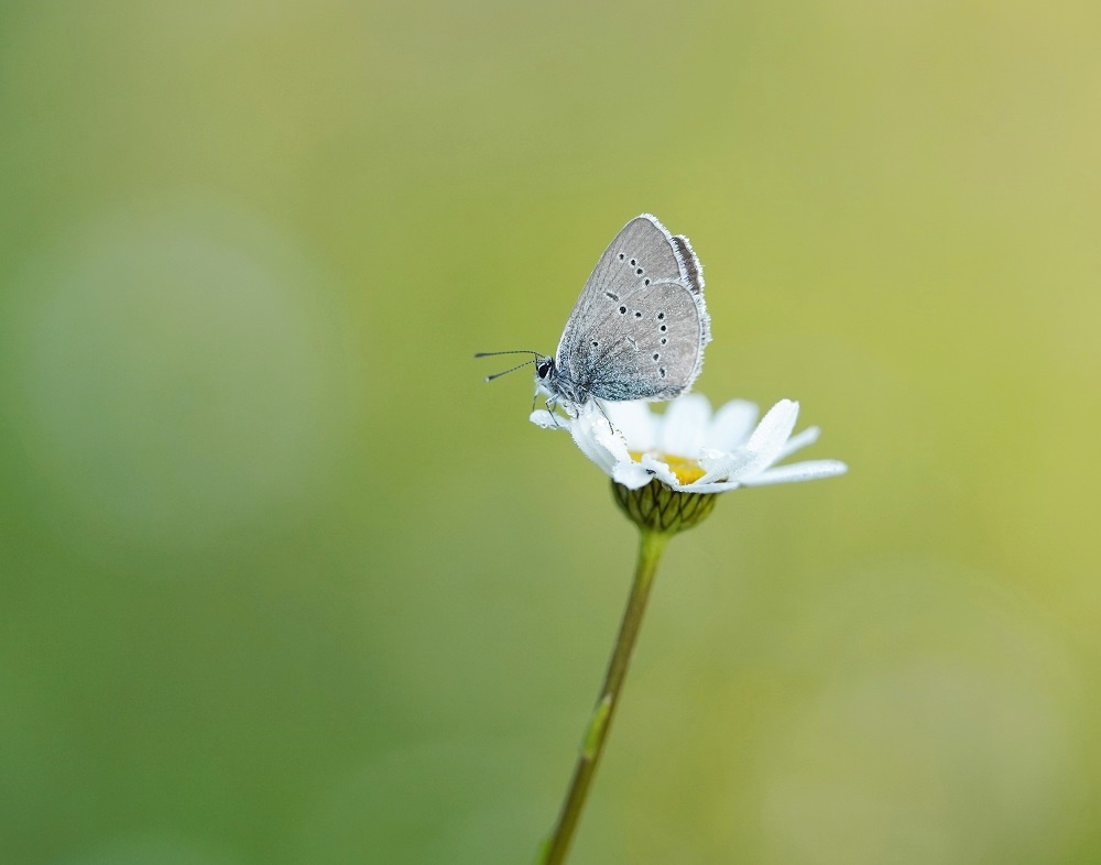 Klaverblauwtje / Mazarine Blue