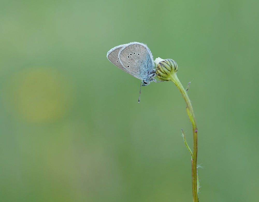 Klaverblauwtje / Mazarine Blue