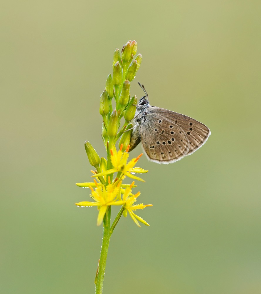 Gentiaanblauwtje / Alcon Blue