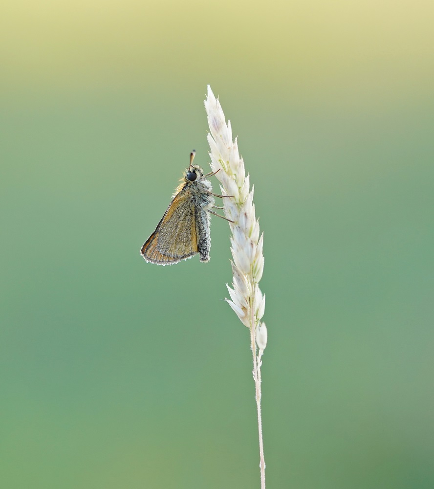 Zwartsprietdikkopje / Essex Skipper