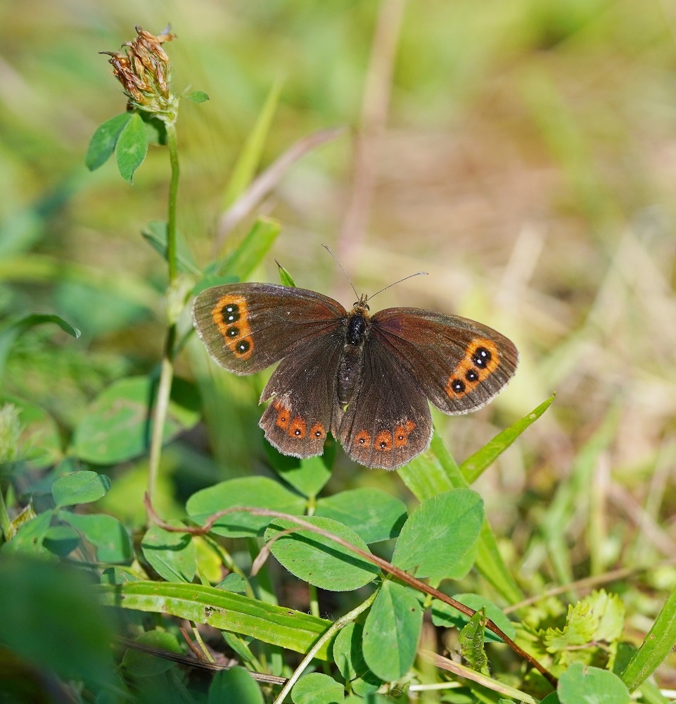 Zomererebia / Scotch Argus, Northern Brown