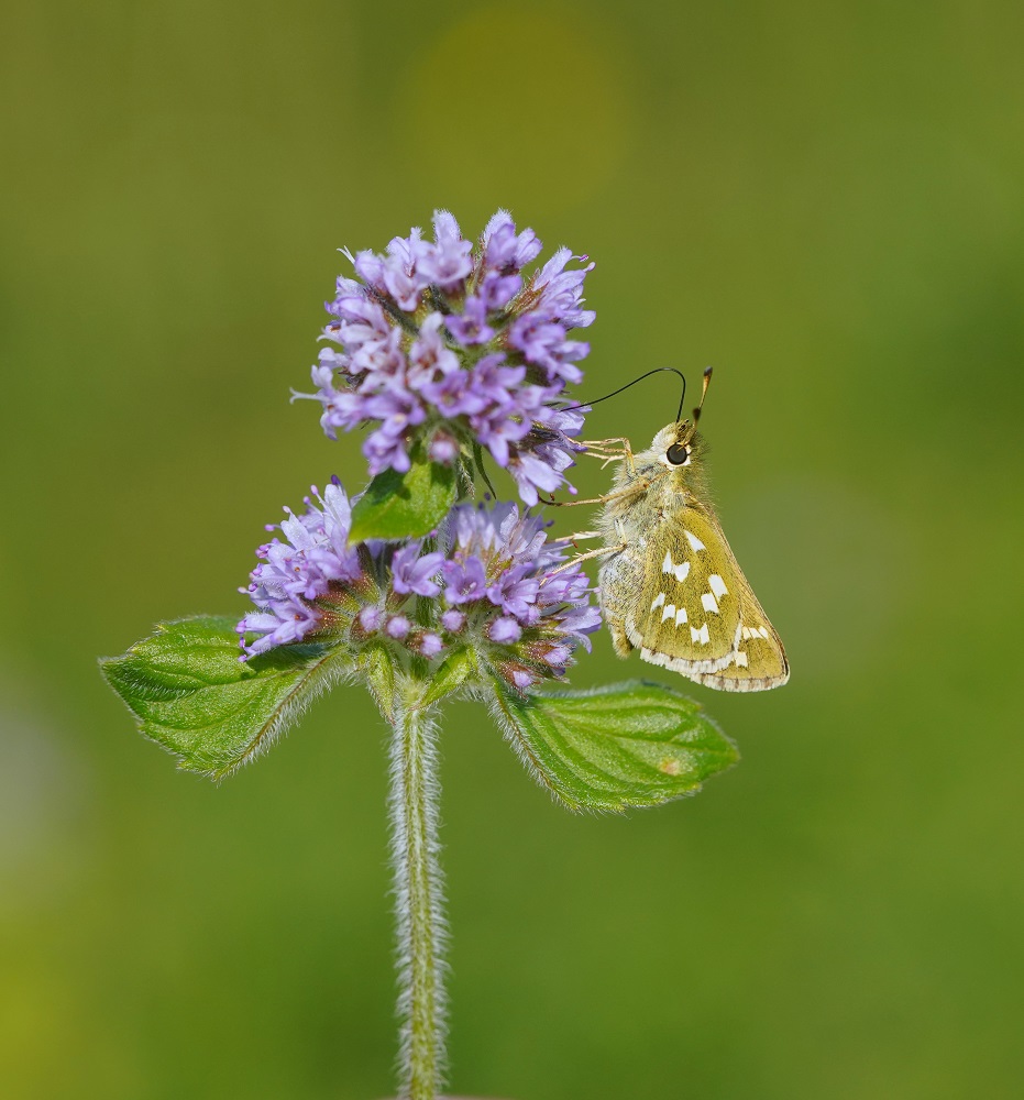 Kommavlinder / Silver-spotted Skipper