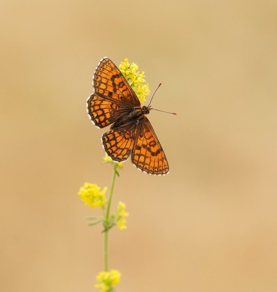 Westelijke Parelmoervlinder / Meadow Fritillary