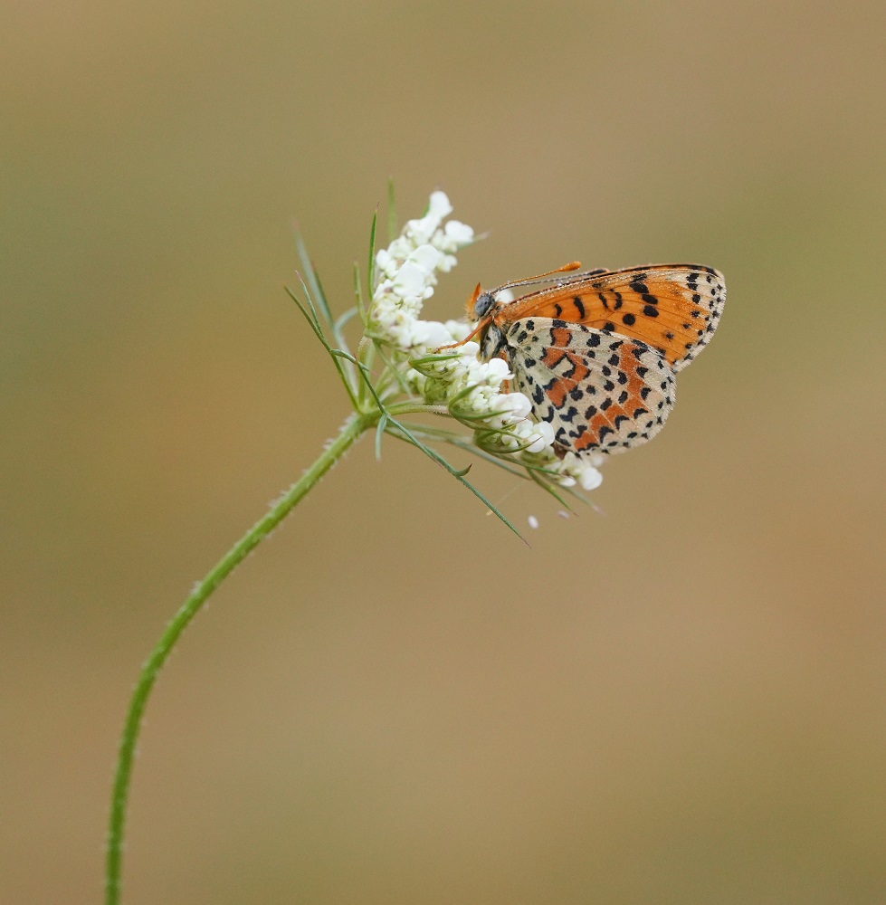 Tweekleurige Parelmoervlinder / Spotted Fritillary