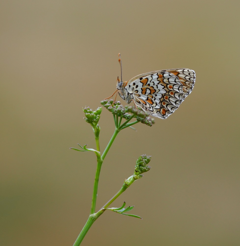 Knoopkruidparelmoervlinder / Knapweed Fritillary