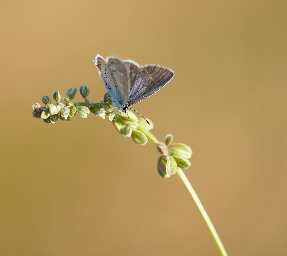 Staartblauwtje / Short-tailed Blue