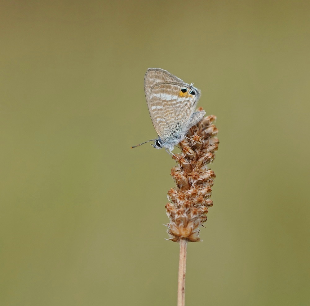 Tijgerblauwtje / Long-tailed Blue