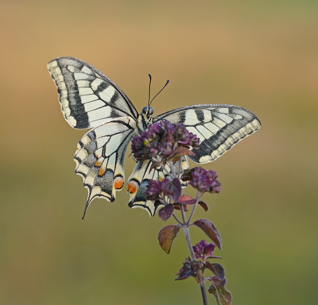 Koninginnenpage / Common Yellow Swallowtail