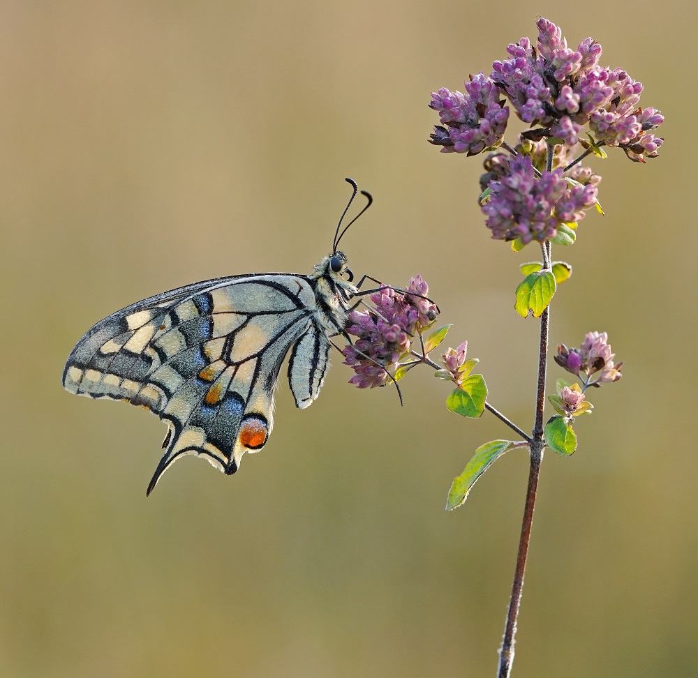 Koninginnenpage / Common Yellow Swallowtail