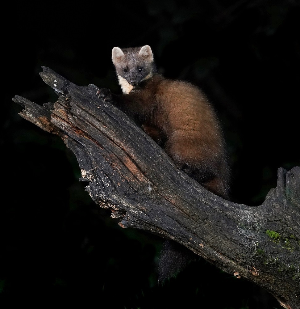 Boommarter / European Pine Marten