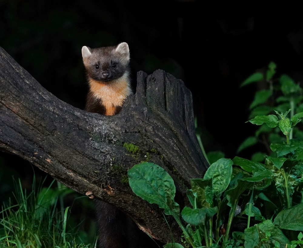 Boommarter / European Pine Marten
