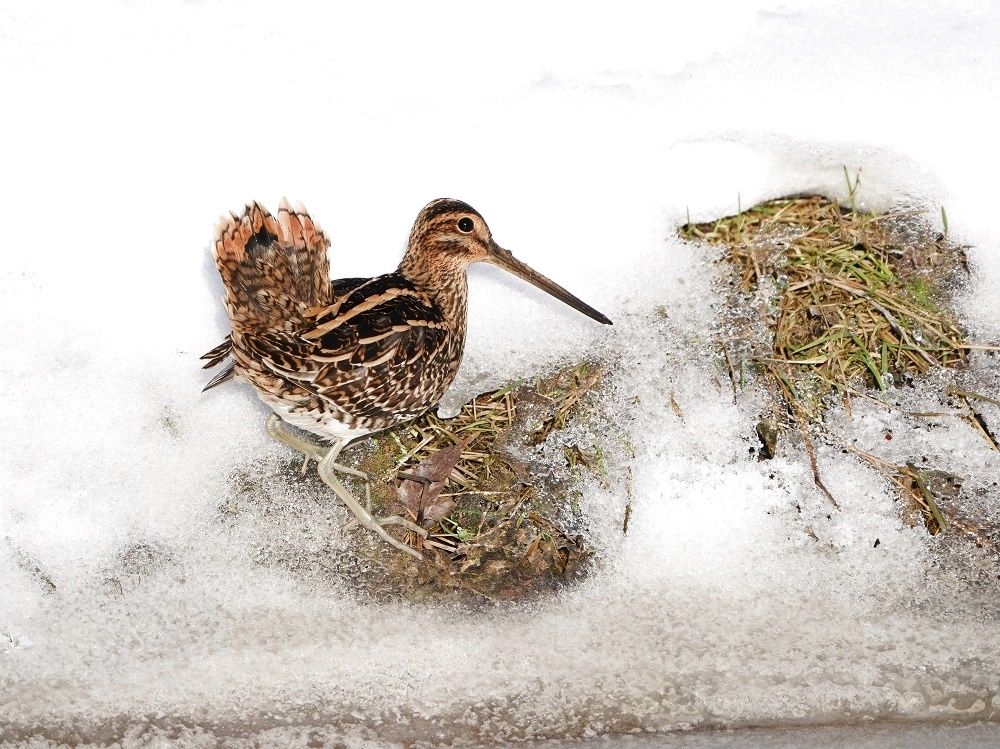 Watersnip / Common Snipe