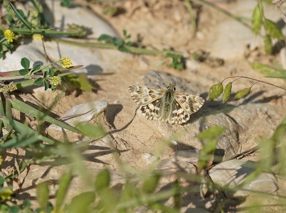 Andoorndikkopje / Marbled Skipper