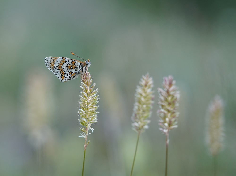 Veldparelmoervlinder / Glanville Fritillary