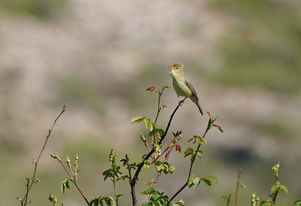 Orpheusspotvogel / Melodious Warbler