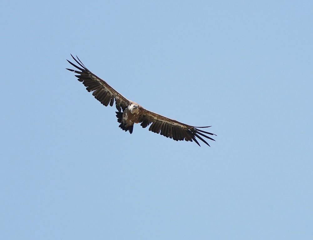 Vale Gier / Griffon Vulture